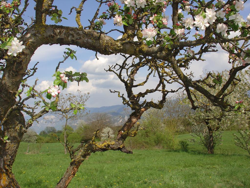 Agriturismo Girasole Fai della Paganella Buitenkant foto