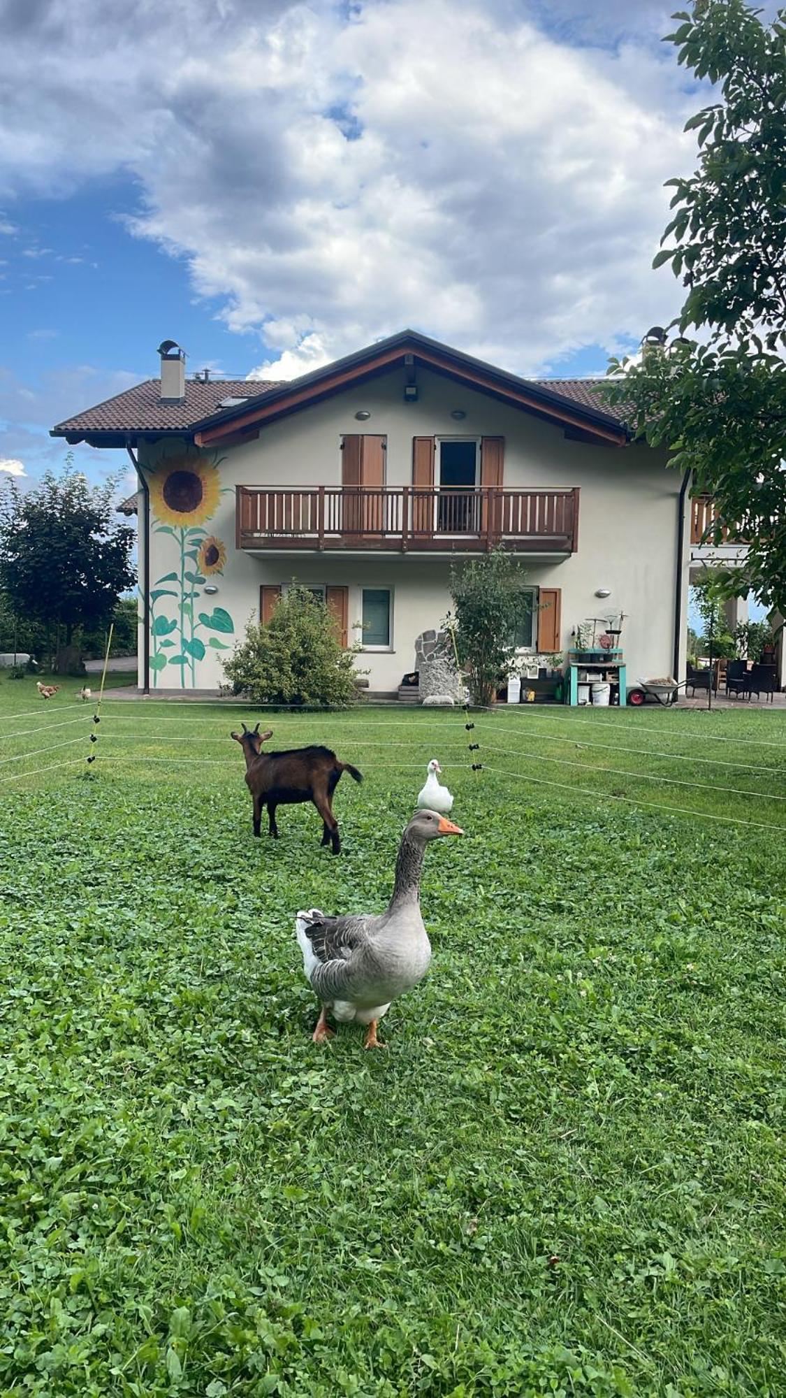 Agriturismo Girasole Fai della Paganella Buitenkant foto